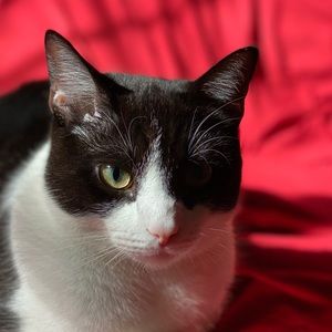 Meet your Posher, Morgan